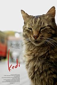 Kedi (2017) watch-Kedi (2017)