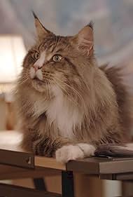 Kitty Mammas (2020) watch-Kitty Mammas (2020)