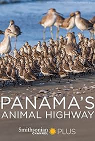 Panama's Animal Highway (2017) watch-Panama's Animal Highway (2017)