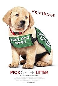 watch-Pick of the Litter (2018)