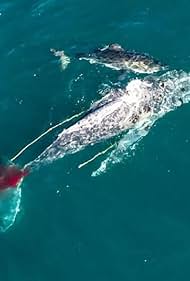 watch-Shark vs. Whale (2020)