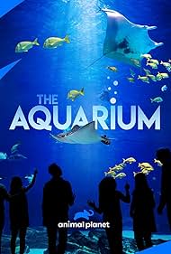 The Aquarium (2019) watch-The Aquarium (2019)