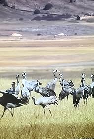 watch-Wild Iberia (2018)